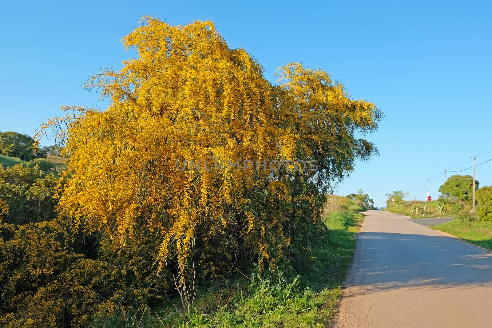 Blossoming mimosa tree along a country road in Portugal