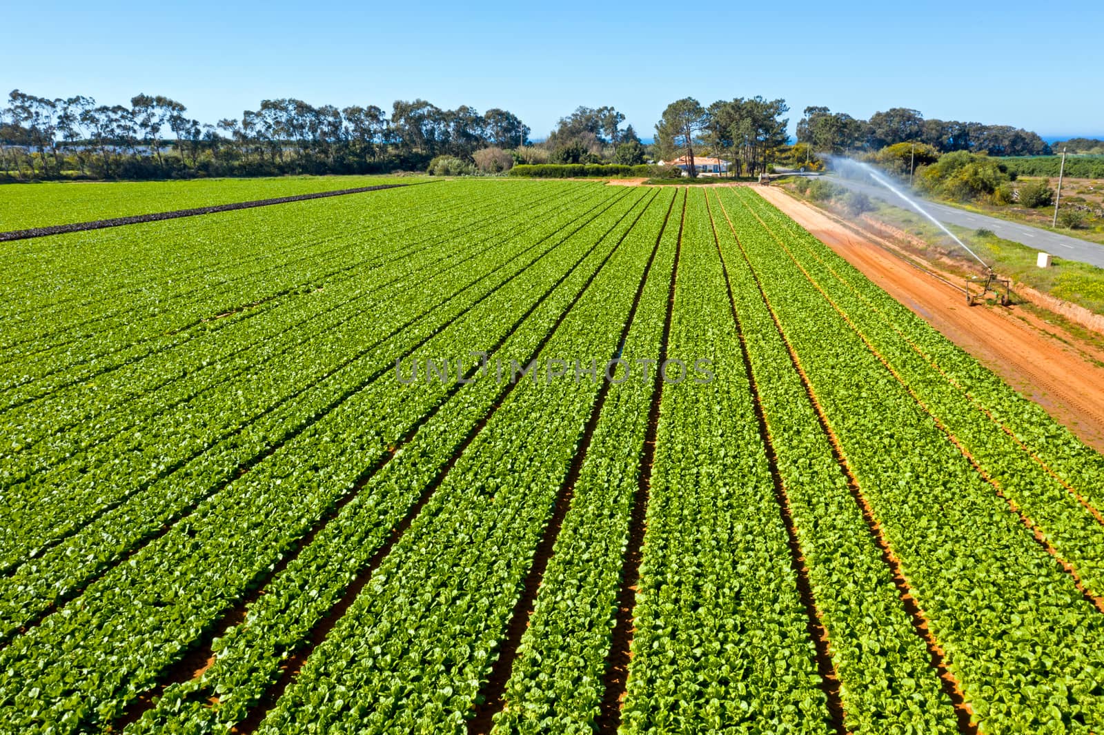 Aerial top shot from lettuce in the fields from Portugal