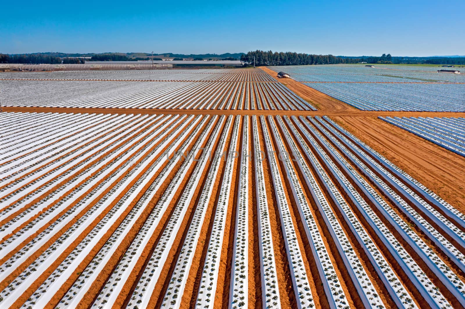 Aerial from strawberry plants in the countryside from Portugal