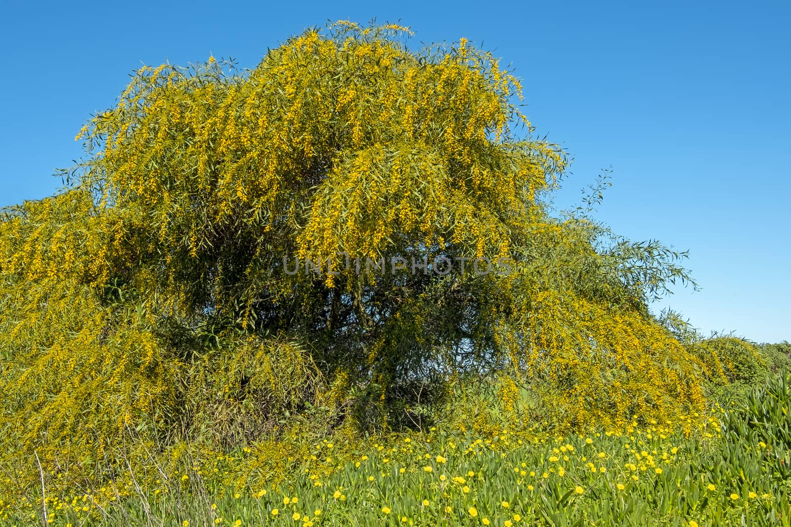 Blossoming mimosa tree against a blue sky in Portugal