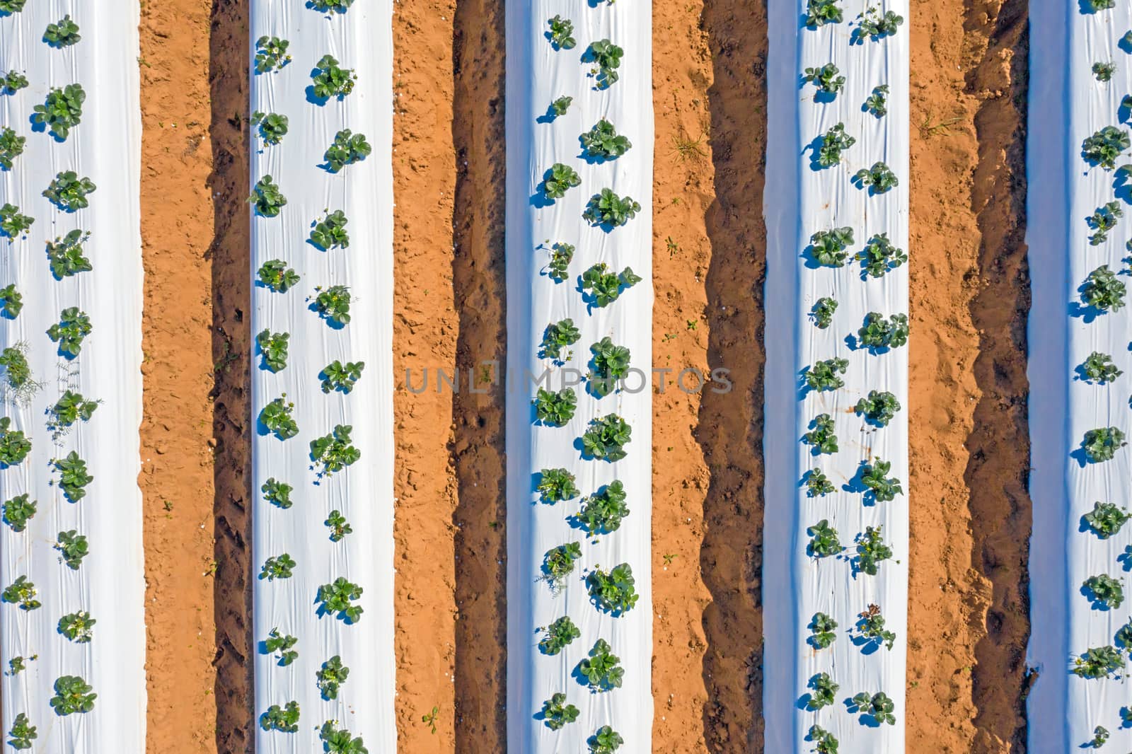 Aerial top shot from strawberry plants in the countryside from Portugal