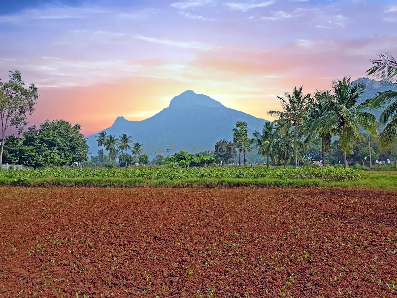 The holy mountain Arunachala in Tiruvanamalai Tamil Nadu India at sunset
