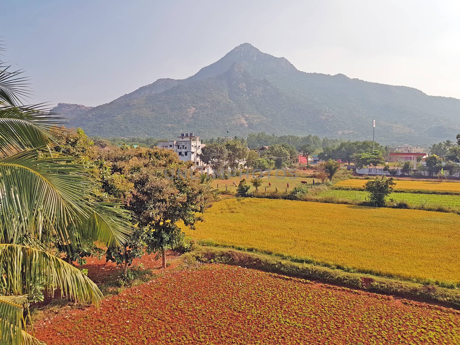 Mt Arunachala refers to the holy hill at Tiruvannamalai in Tamil Nadu India
