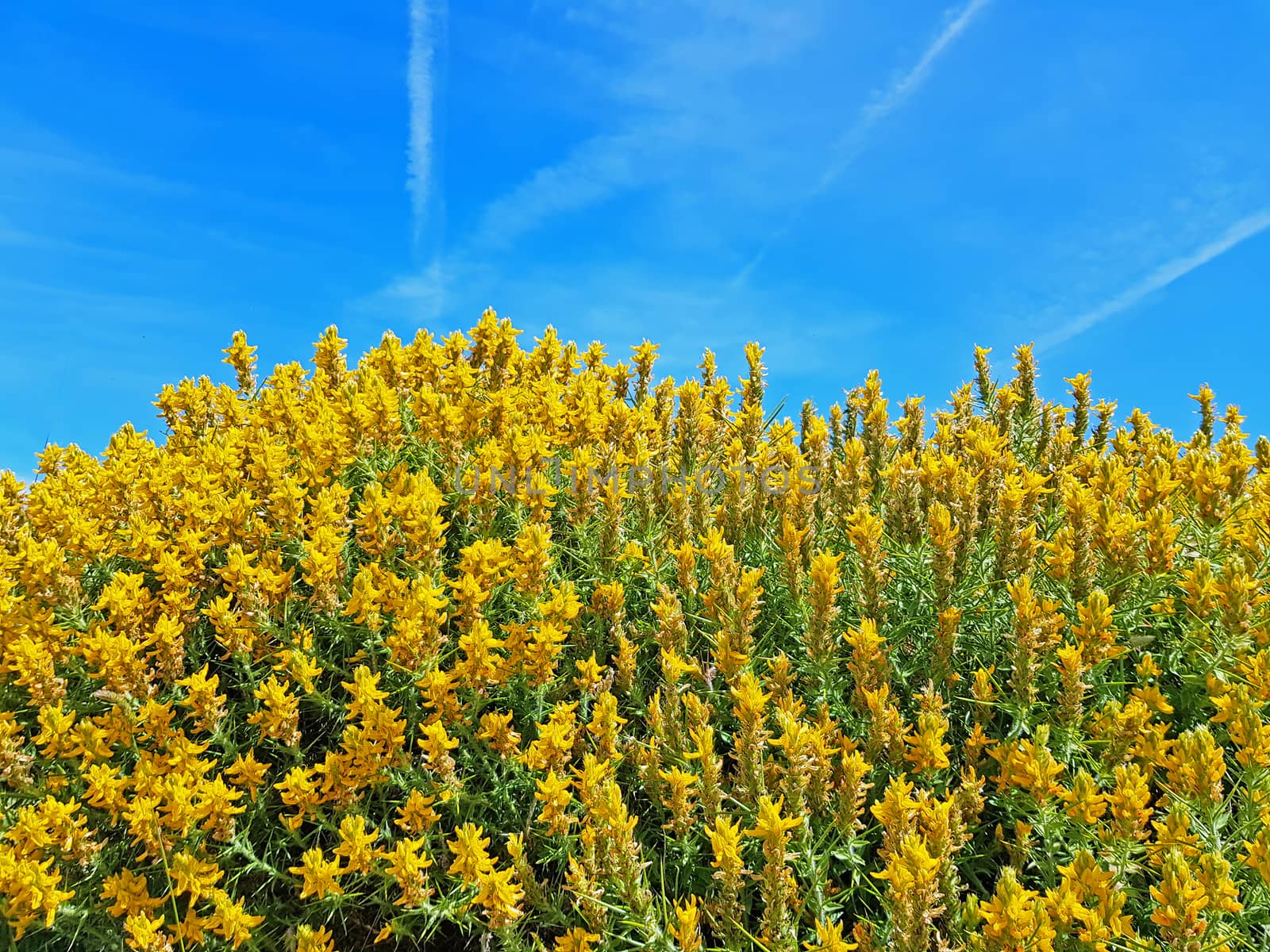 Blossoming heather against a blue sky
