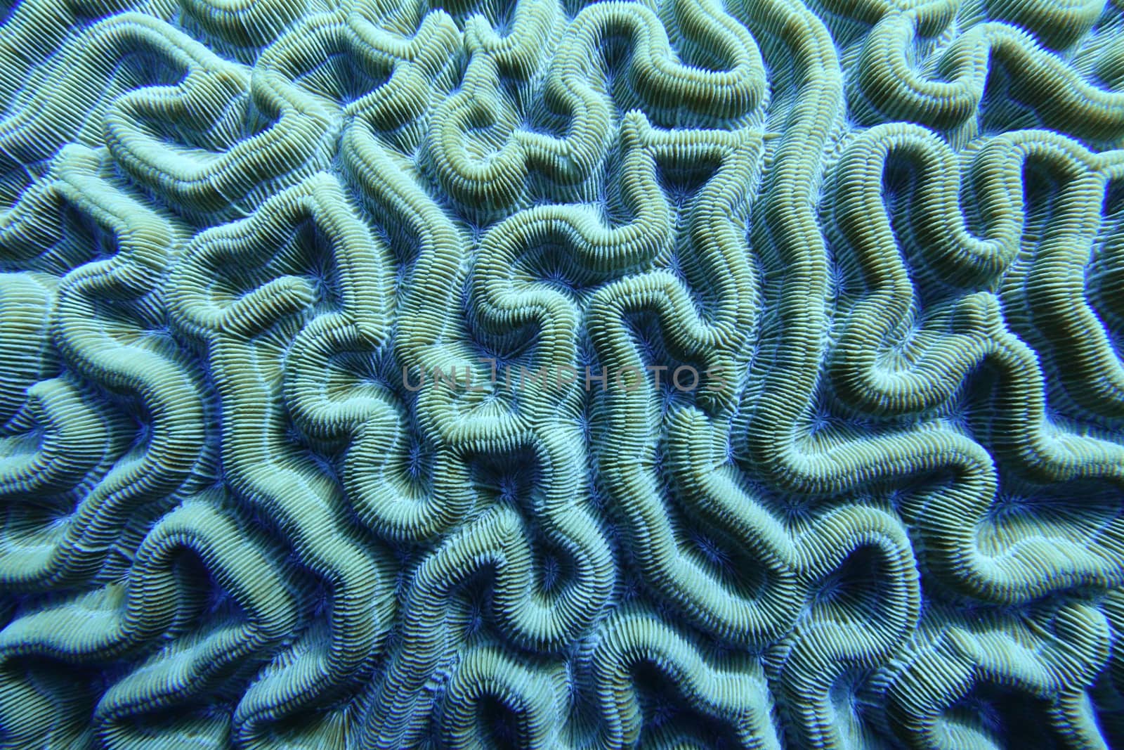 An underwater photo of coral. Corals are marine invertebrates within the class Anthozoa of the phylum Cnidaria. They typically live in compact colonies of many identical individual polyps