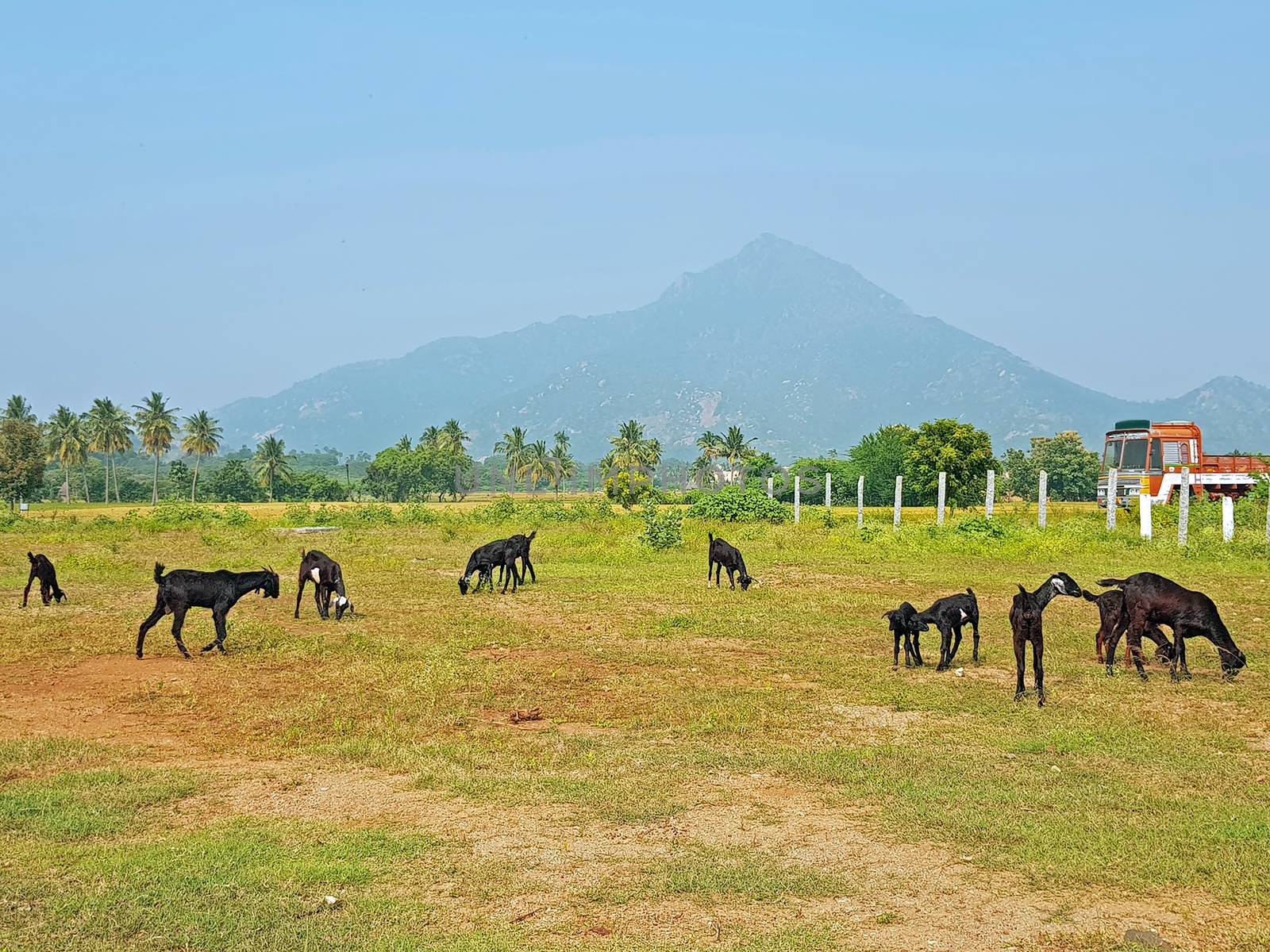 The holy mountain Arunachala in Tiruvanamalai Tamil Nadu India