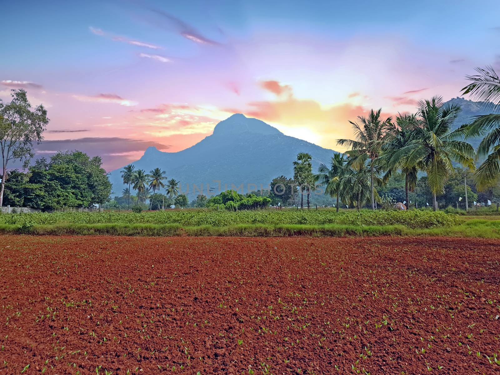 The holy mountain Arunachala in Tiruvanamalai Tamil Nadu India at sunset