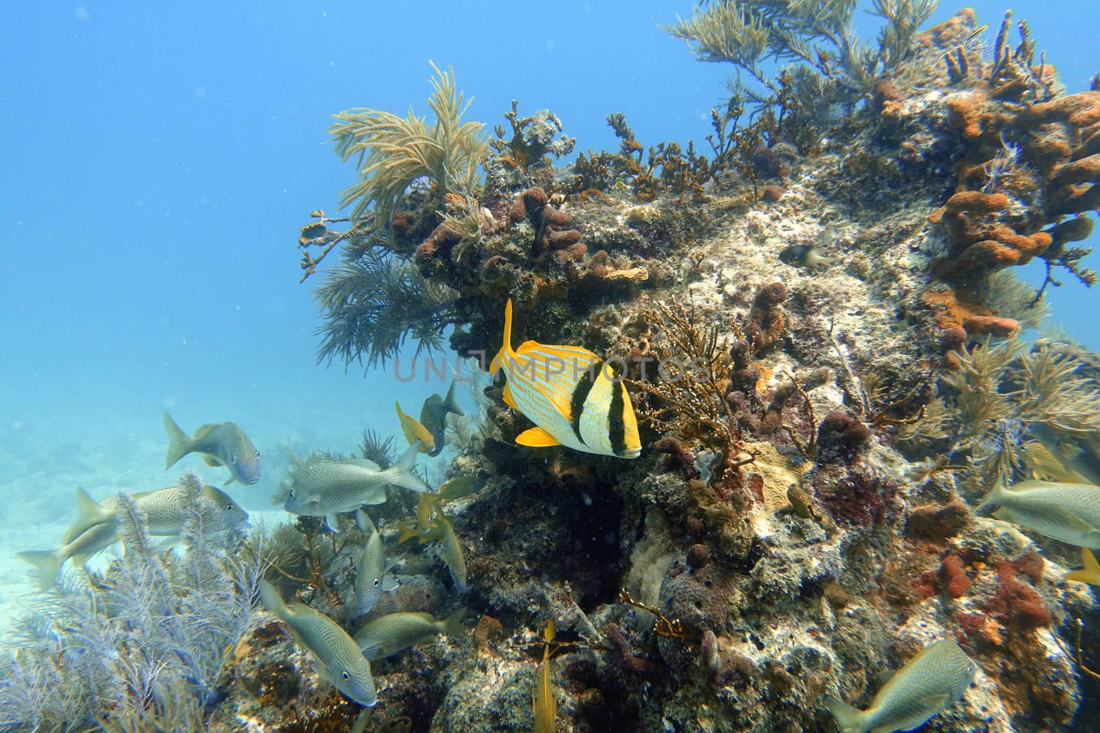 An underwater photo of a Porkfish or Anisotremus virginicus, which is a species of grunt native to the western Atlantic Ocean, Caribbean Sea and Gulf of Mexico.