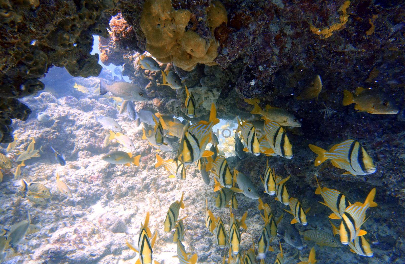 An underwater photo of a Porkfish or Anisotremus virginicus, which is a species of grunt native to the western Atlantic Ocean, Caribbean Sea and Gulf of Mexico.