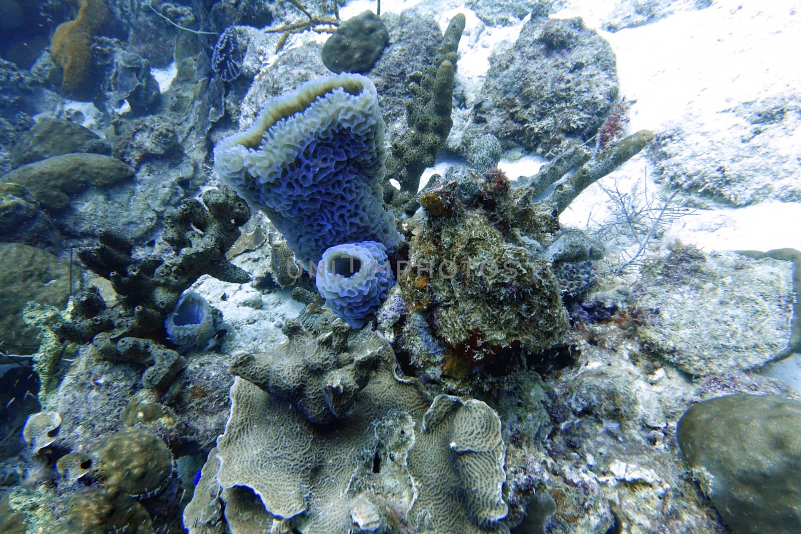 An underwater photo of an Azure Vase Sponge,  by Jshanebutt