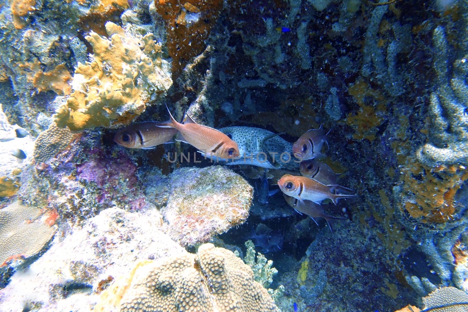 An underwater photo of a Pufferfish and Squirrelfish. by Jshanebutt