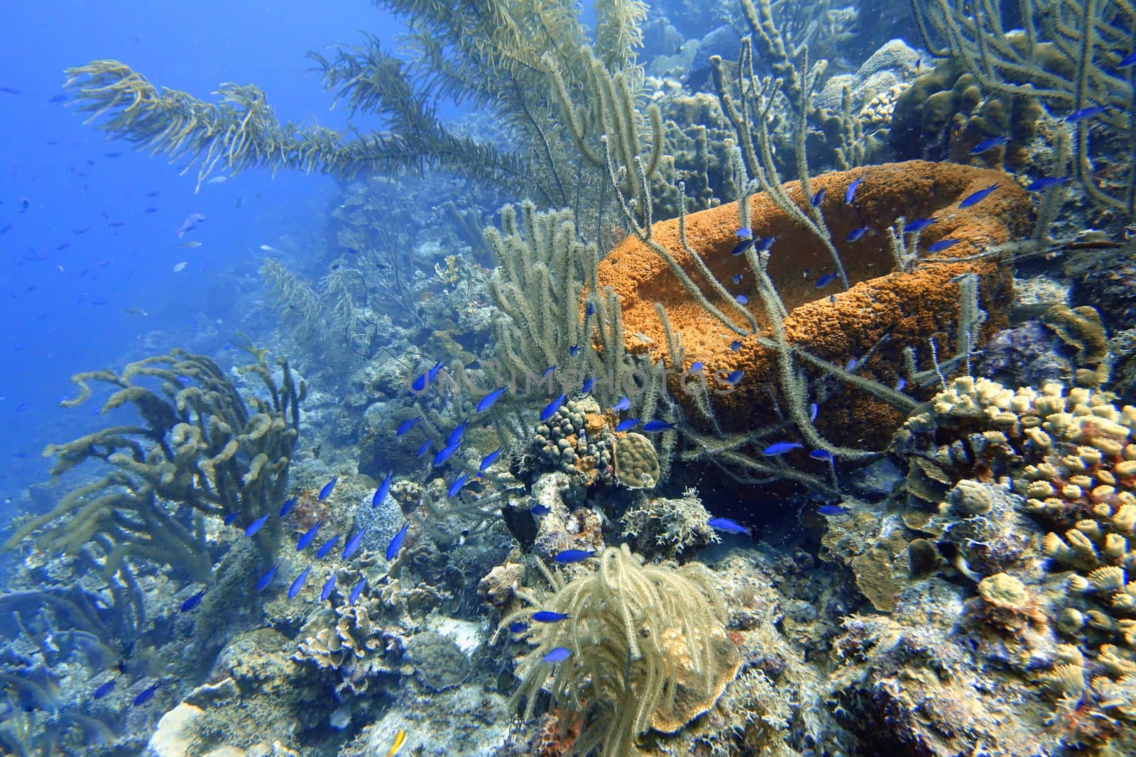 An underwater of  Creole Wrasse,  by Jshanebutt