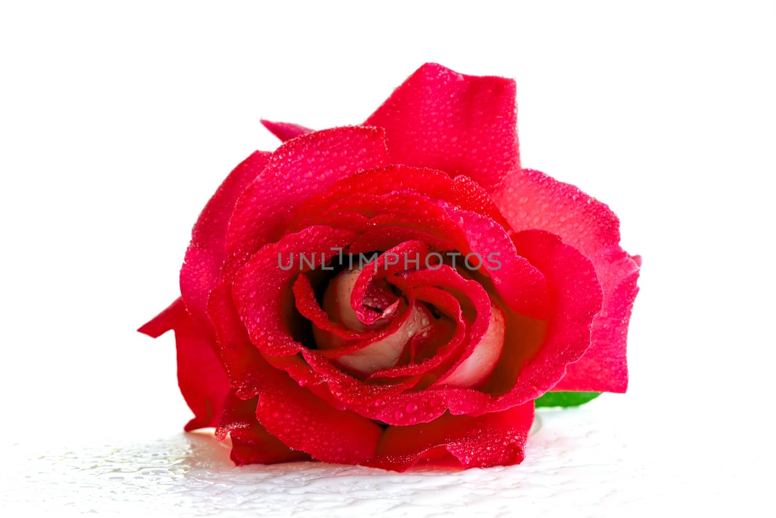 Blossoming red rose on a white background