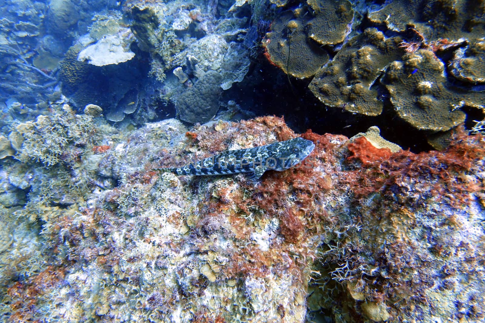 An underwater photo of a Lizardfish by Jshanebutt