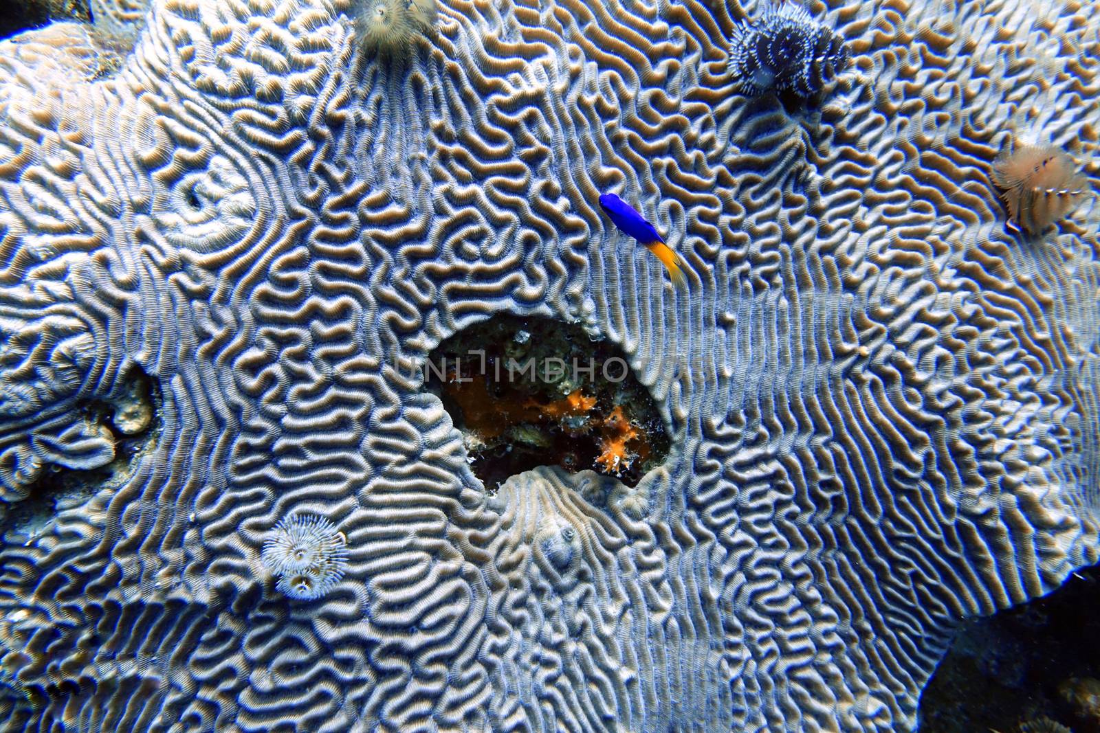An underwater photo of a Cocoa Damselfish next to coral.