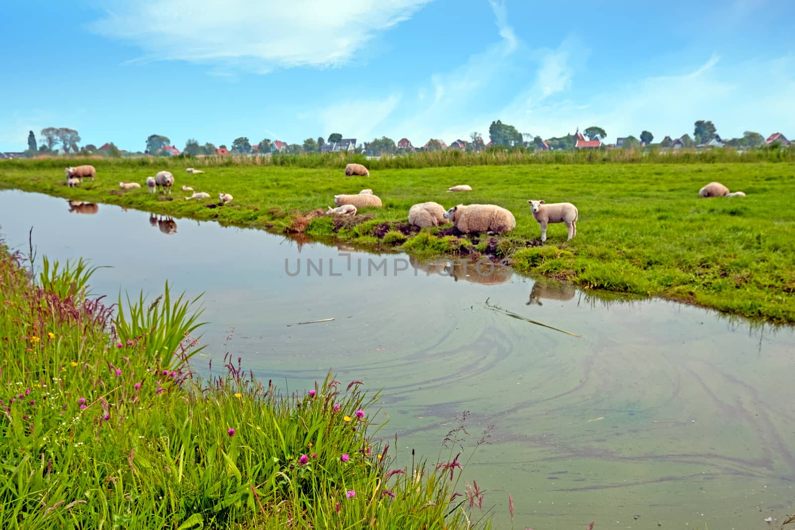Typical dutch view in the countryside from the Netherlands