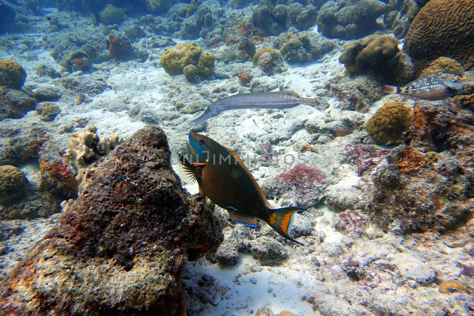 An underwater photo of a Parrotfish swimming around the rock and coral reefs in the ocean.  Parrotfish are a colorful group of marine species (95) found in relatively shallow tropical and subtropical oceans around the world.
