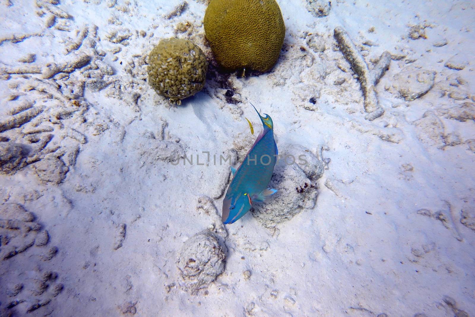 An underwater photo of a Parrotfish swimming around the rock and coral reefs in the ocean.  Parrotfish are a colorful group of marine species (95) found in relatively shallow tropical and subtropical oceans around the world.