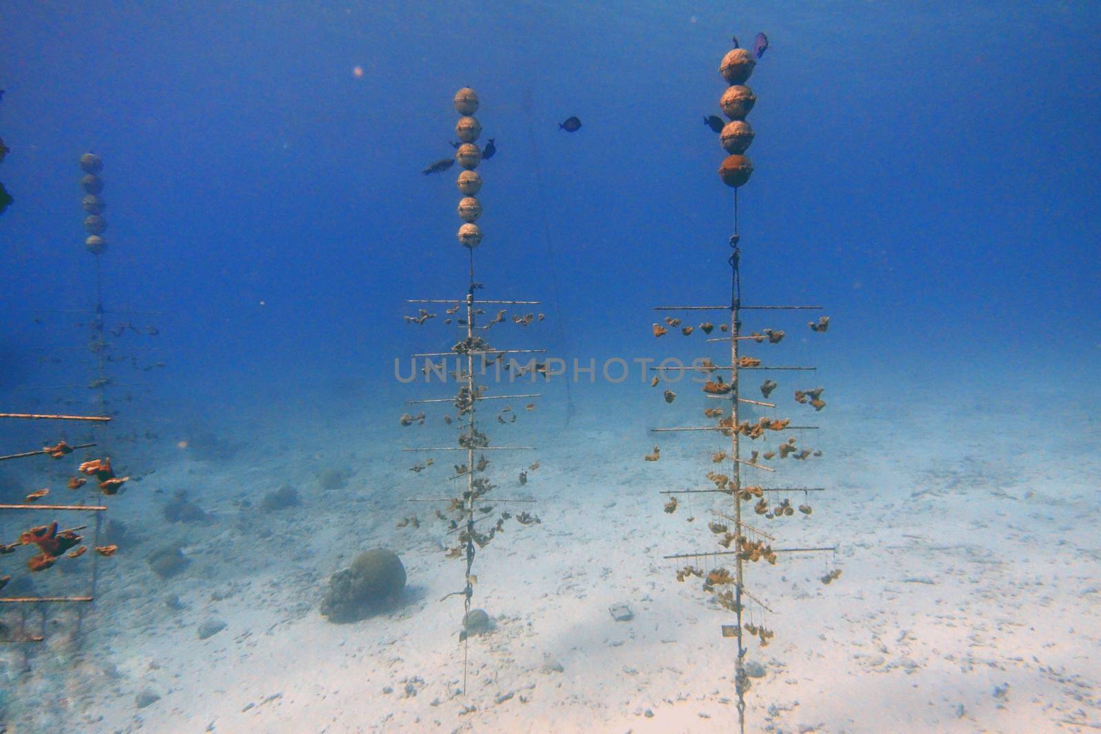 An underwater photo of a coral farm. Corals are marine invertebrates within the class Anthozoa of the phylum Cnidaria. They typically live in compact colonies of many identical individual polyps