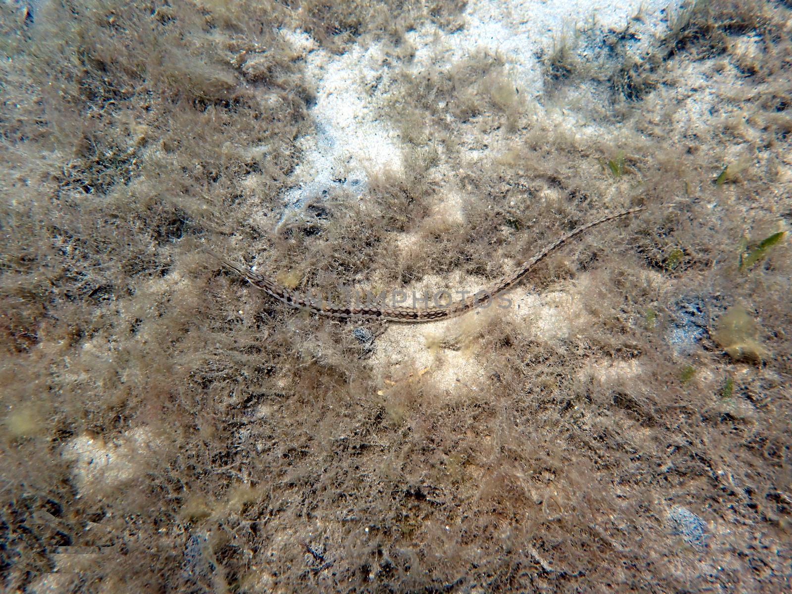An underwater photo of a Pipefish. by Jshanebutt