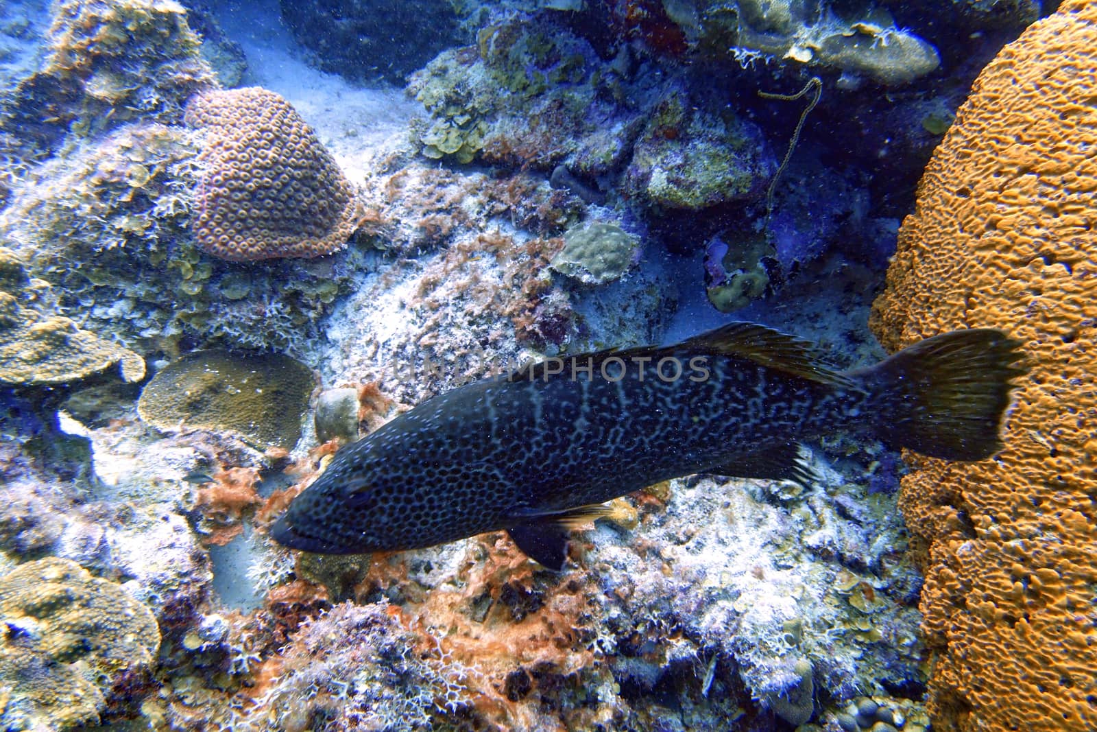 An underwater photo of a black grouper (Mycteroperca bonaci) which is one of the best known of the large group of perciform fish called groupers. Other common names include black rockfish, bonaeci arara, and marbled rockfish.