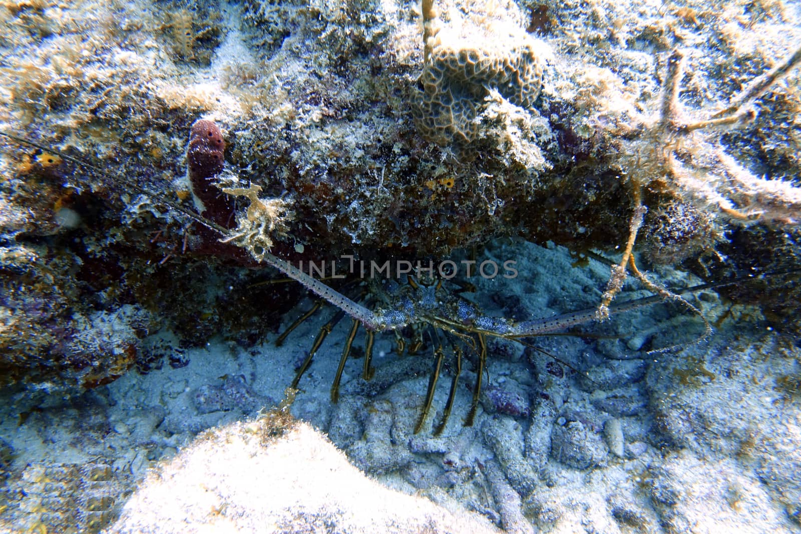 An underwater photo of a Lobster by Jshanebutt