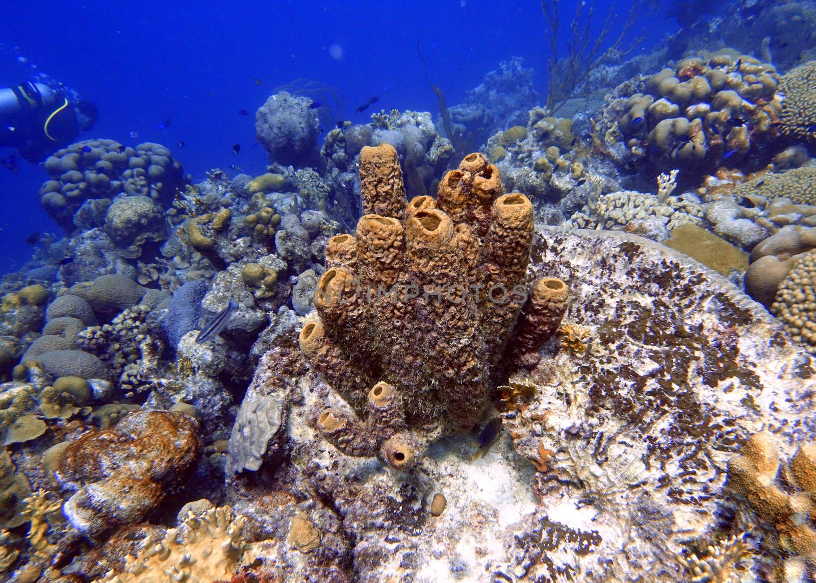 An underwater photo of a Tublular Sponges or Callyspongia vaginalis, known as the branching vase sponge is a demosponge. C. vaginalis usually has a tubular growth pattern, although the magnitude of the current affects its growth form.