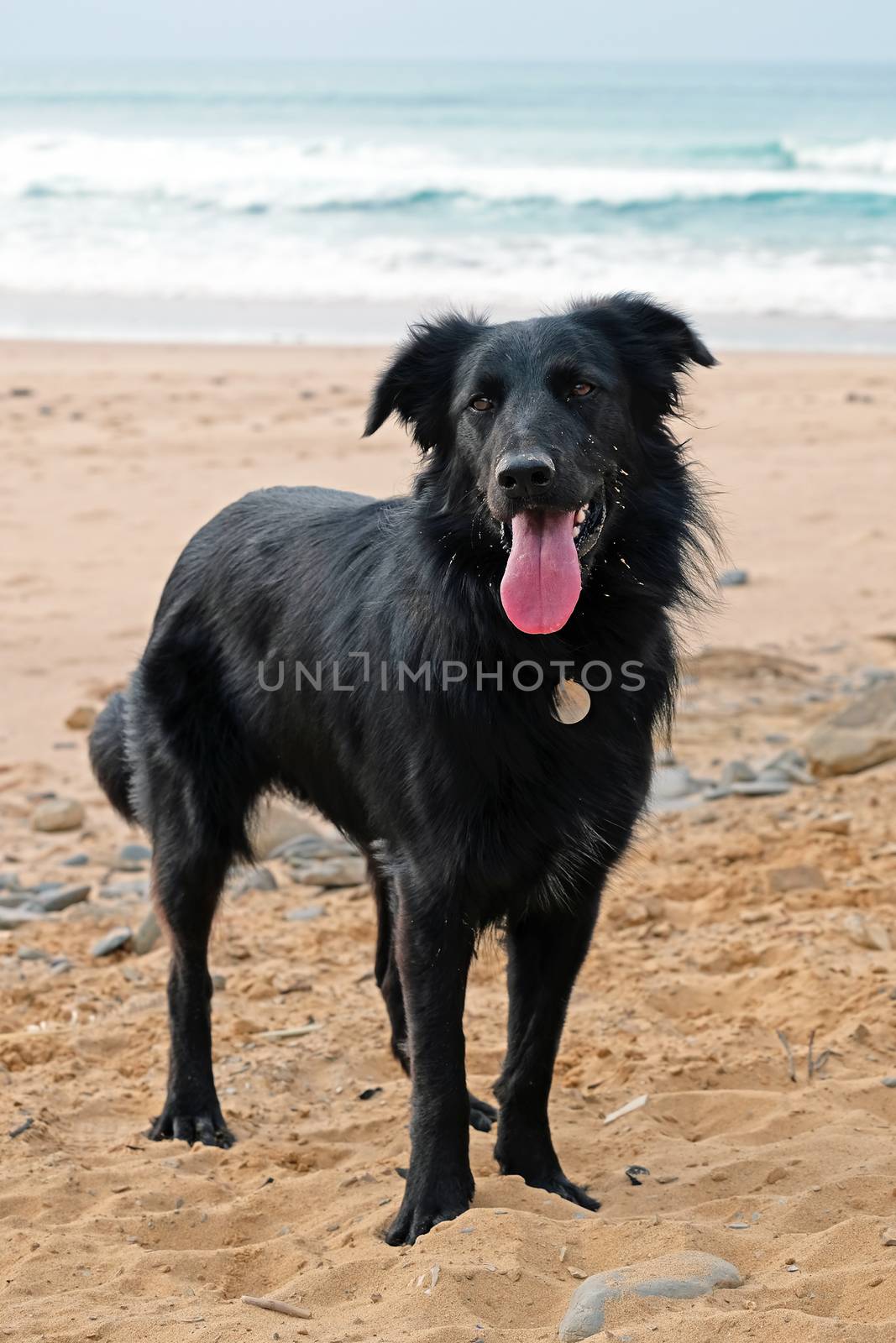 Young labrador at the beach