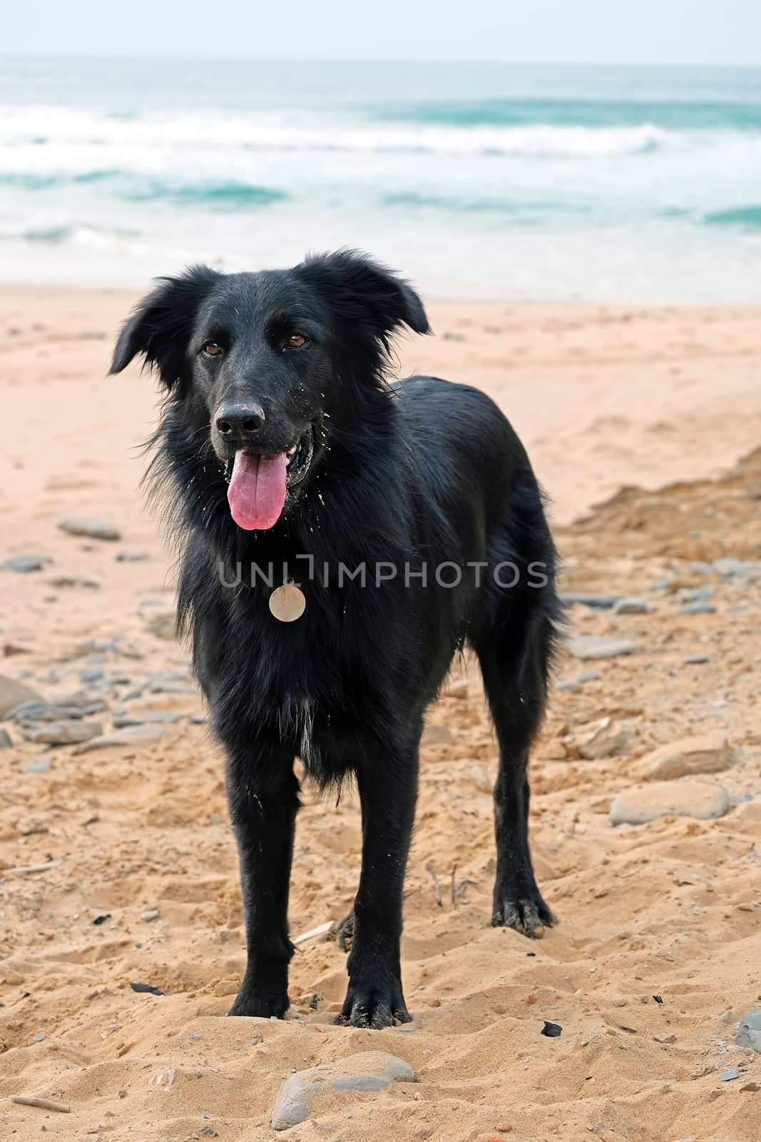 Black labrador at the beach by devy