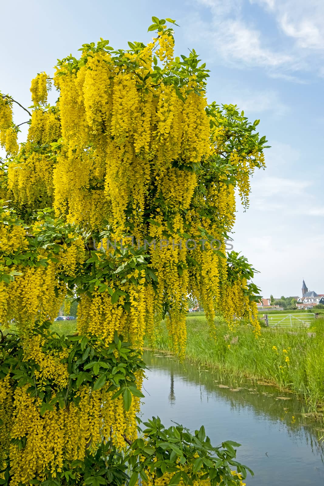 Blossoming golden rain in the countryside from the Netherlands i by devy