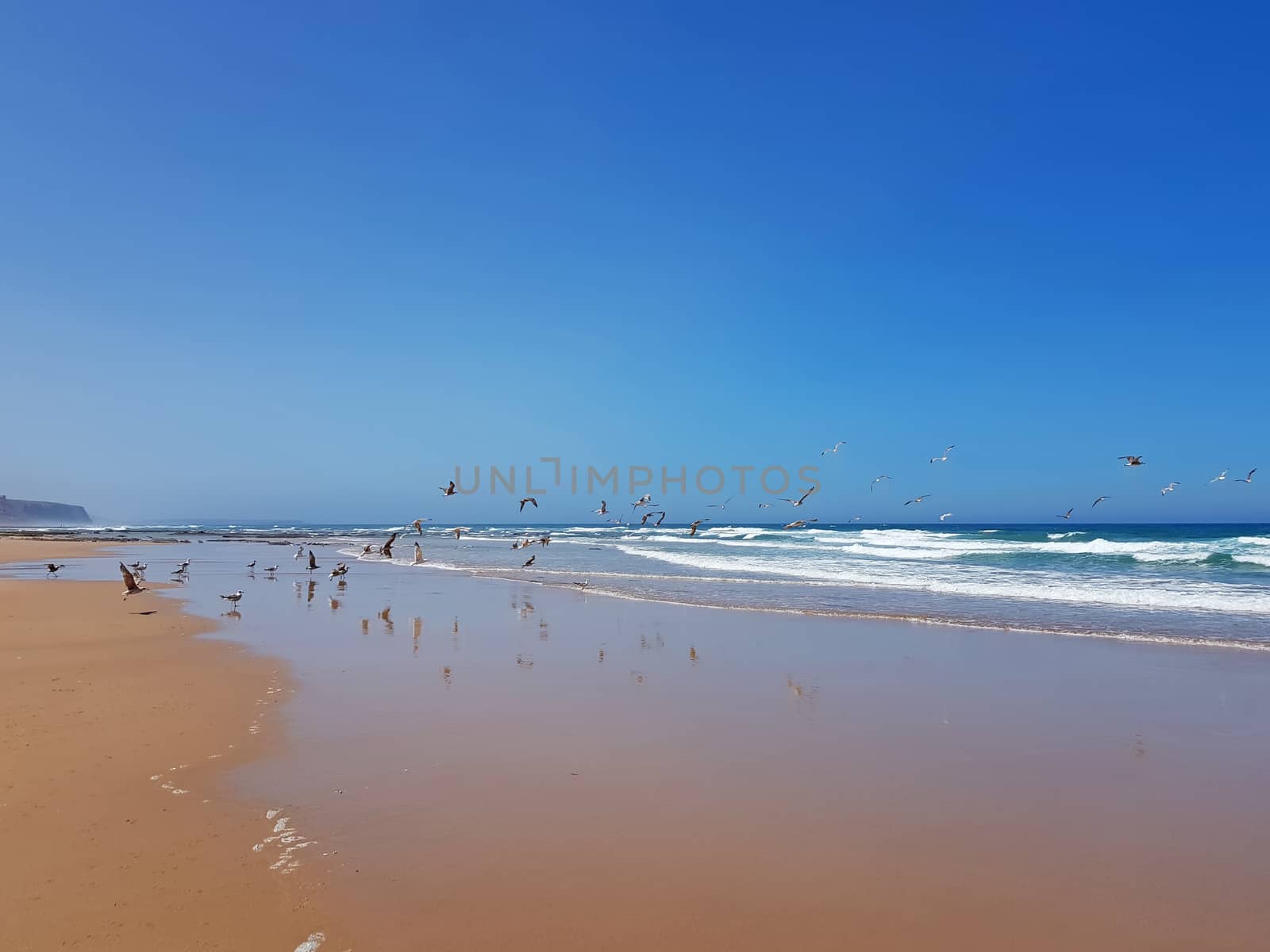 Praia Vale Figueiras with seagulls on the beach in Portugal