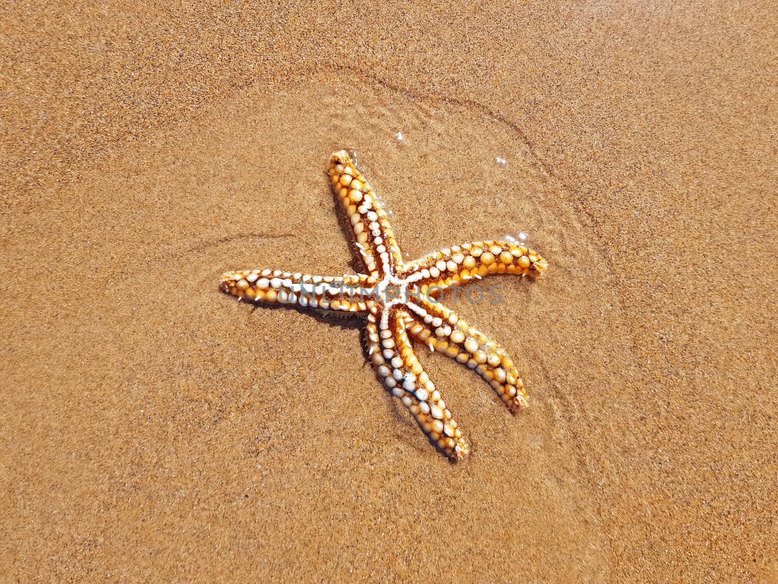 Starfish on the beach at the atlantic ocean
