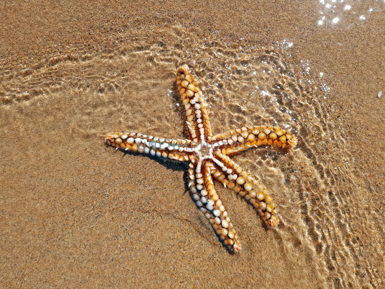 Starfish on the beach at the atlantic ocean