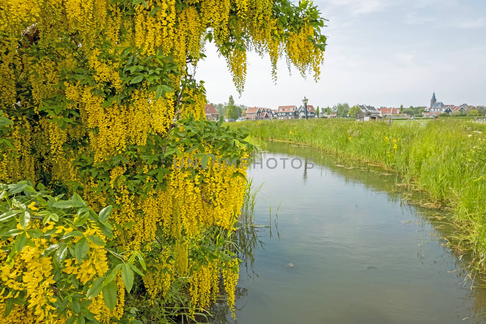 Beautiful blossoming golden rain in the countryside from the Netherlands in spring