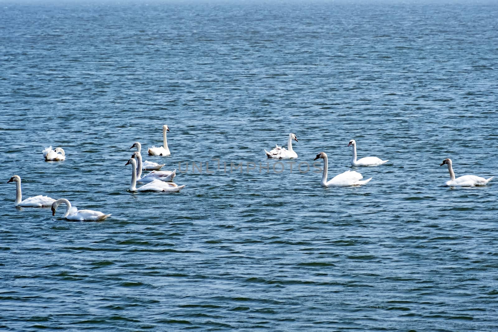 Group of swans swimming in a lake in the Netherlands