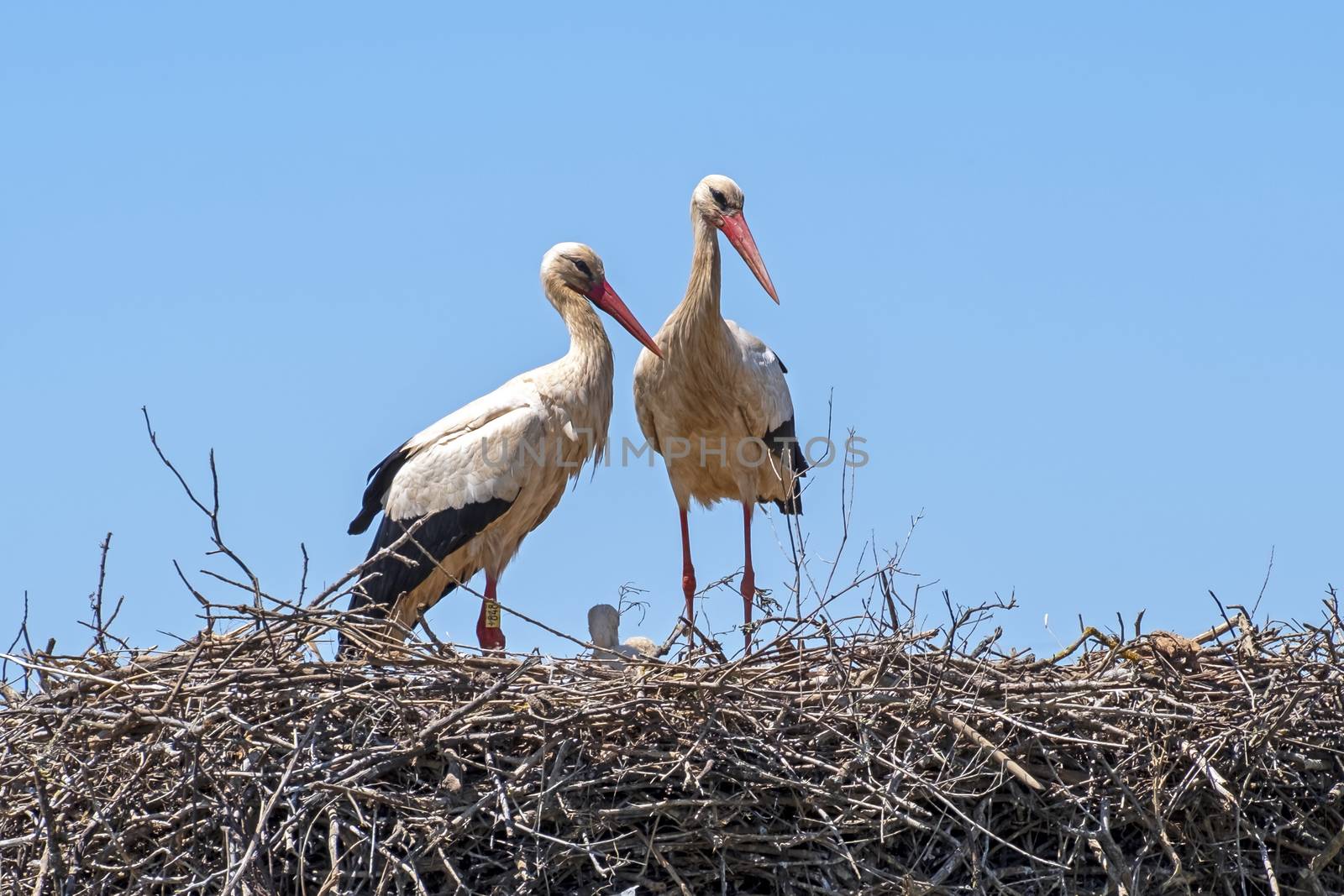 Storks with their babies on the nest in Portugal
