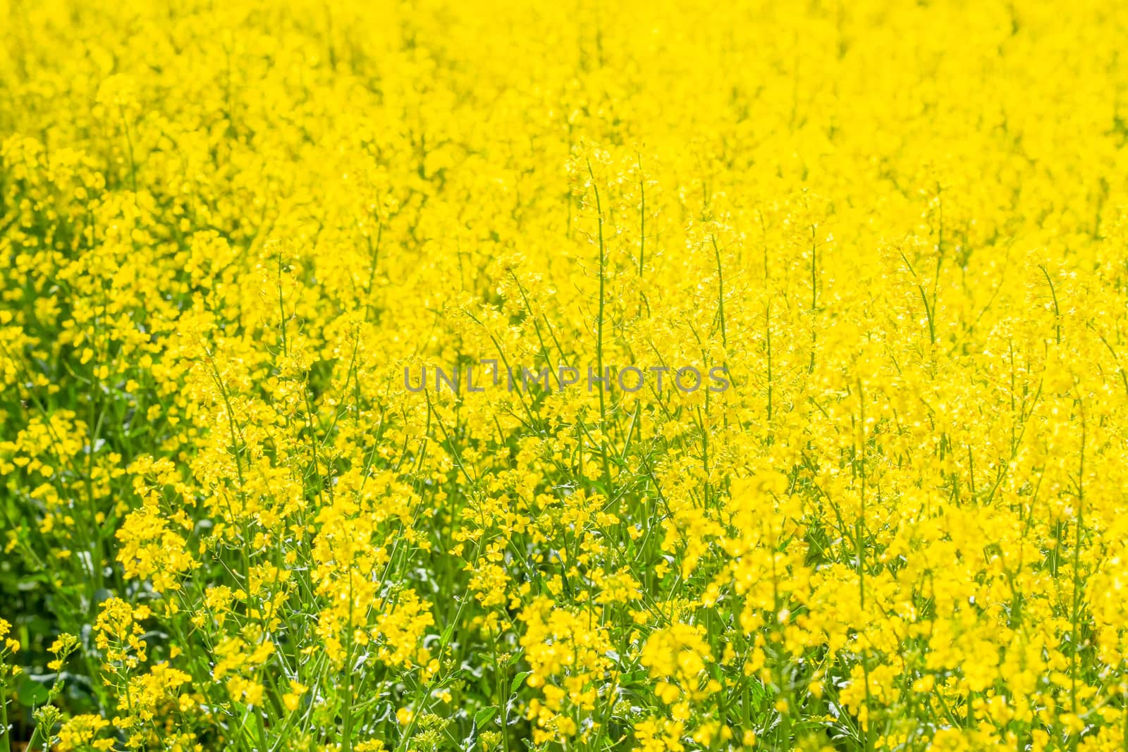 Yellow blooming rape field in spring by Fr@nk
