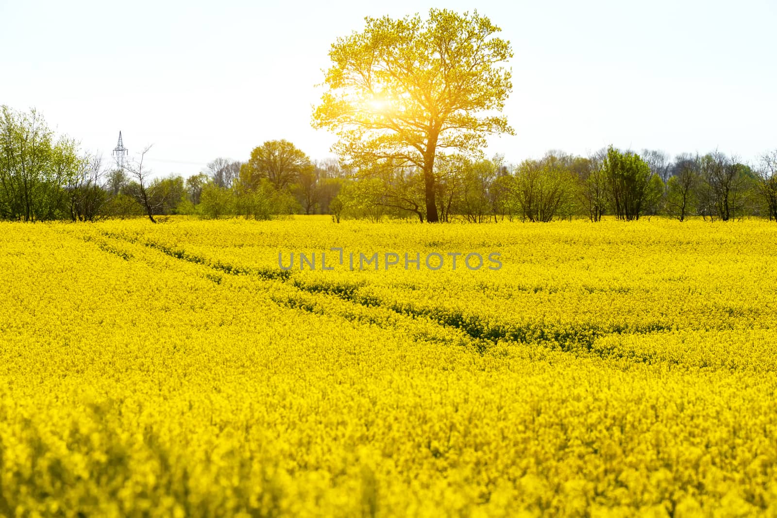 Yellow blooming rape field in spring by Fr@nk