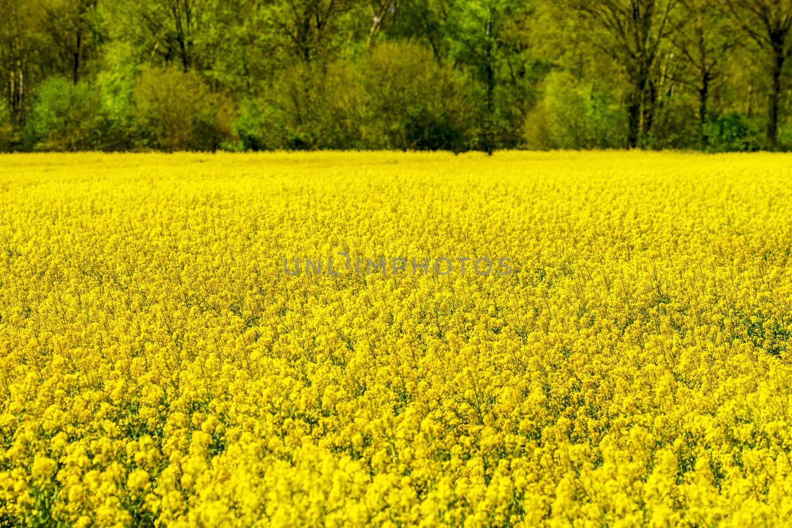 Rape - Rape field in spring in Germany