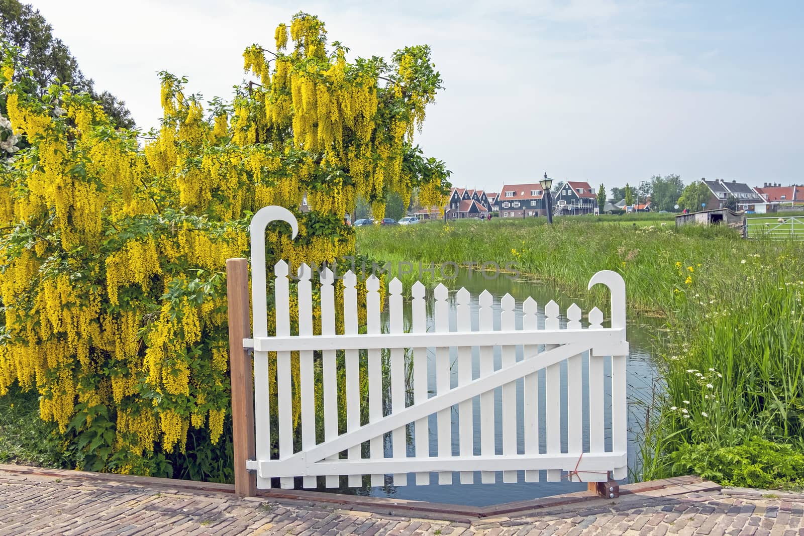 Traditional white wooden gate with a blossoming golden rain in t by devy