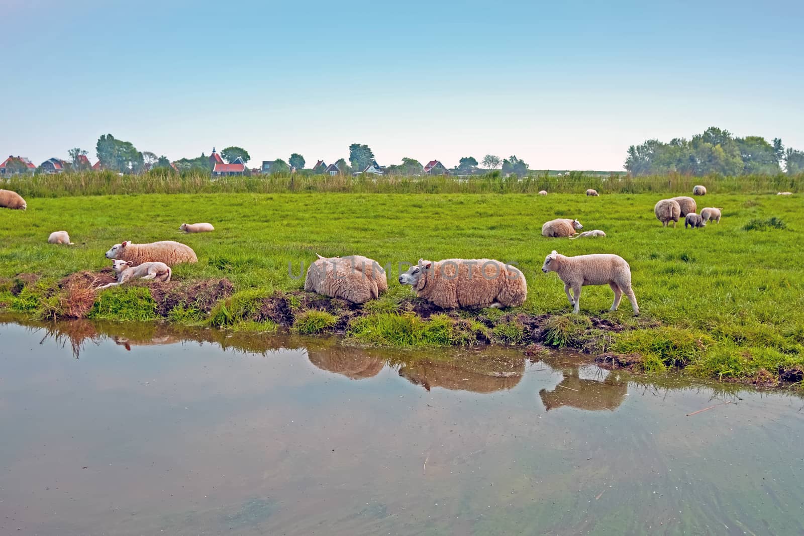 Sheep in the countryside from the Netherlands in spring