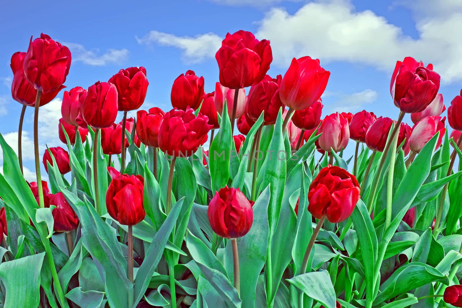 Blossoming red tulips in the fields