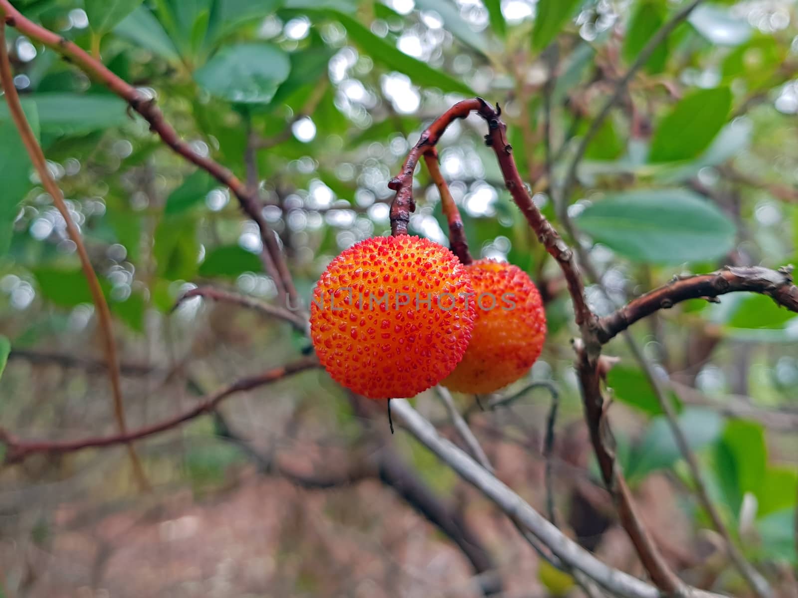 Medronho fruits on a tree ready to be harvest by devy
