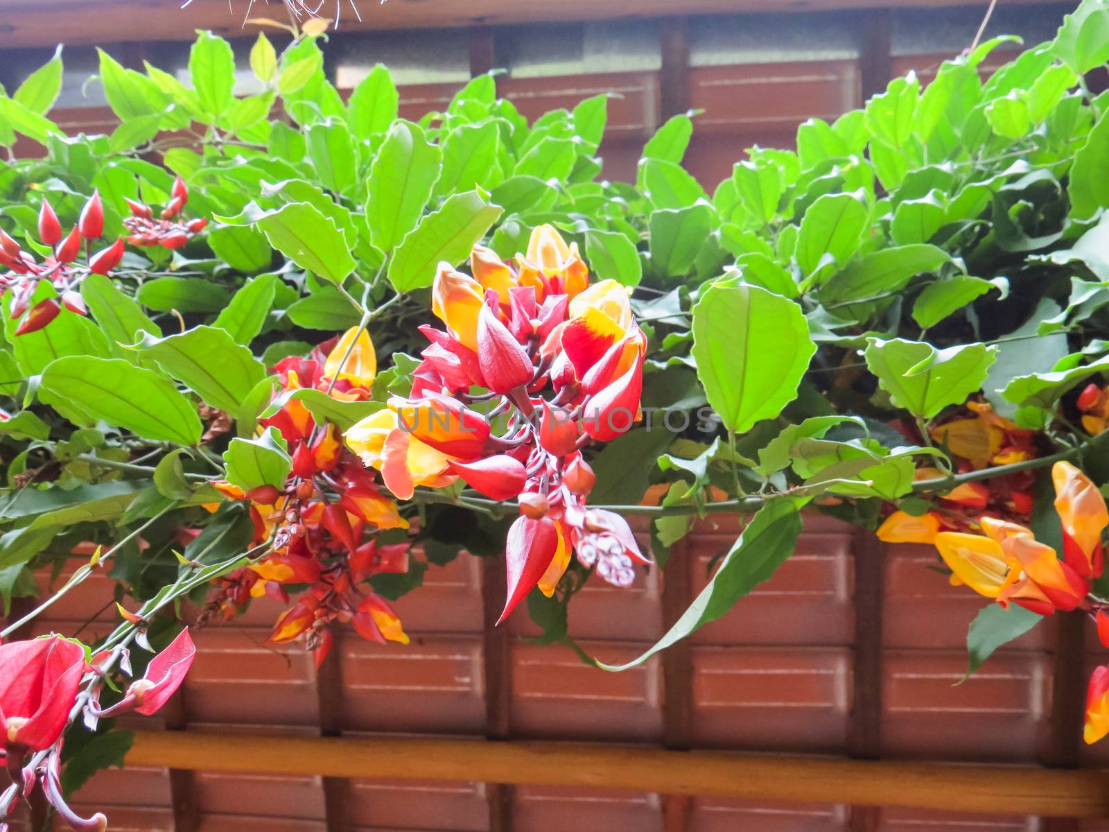 Thunbergia mysorensis, climbing vine with several flowers in lower view.