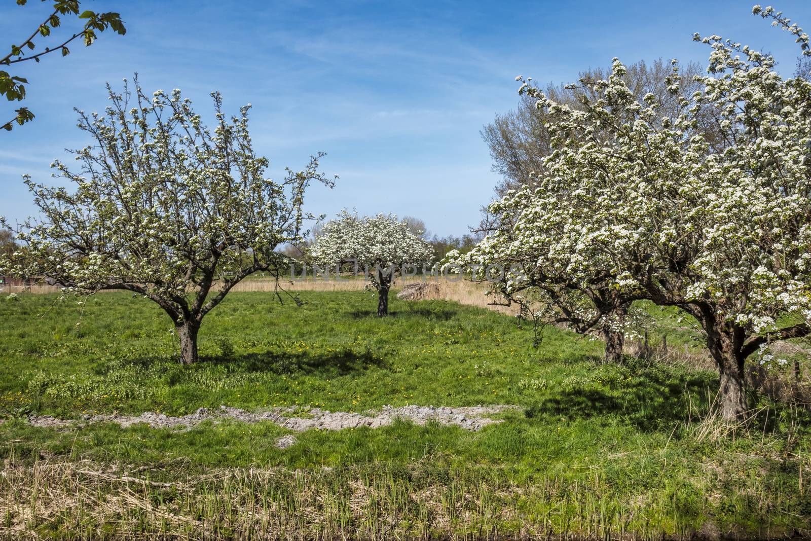 pear tree full with blossom flowers in green field and blue sky