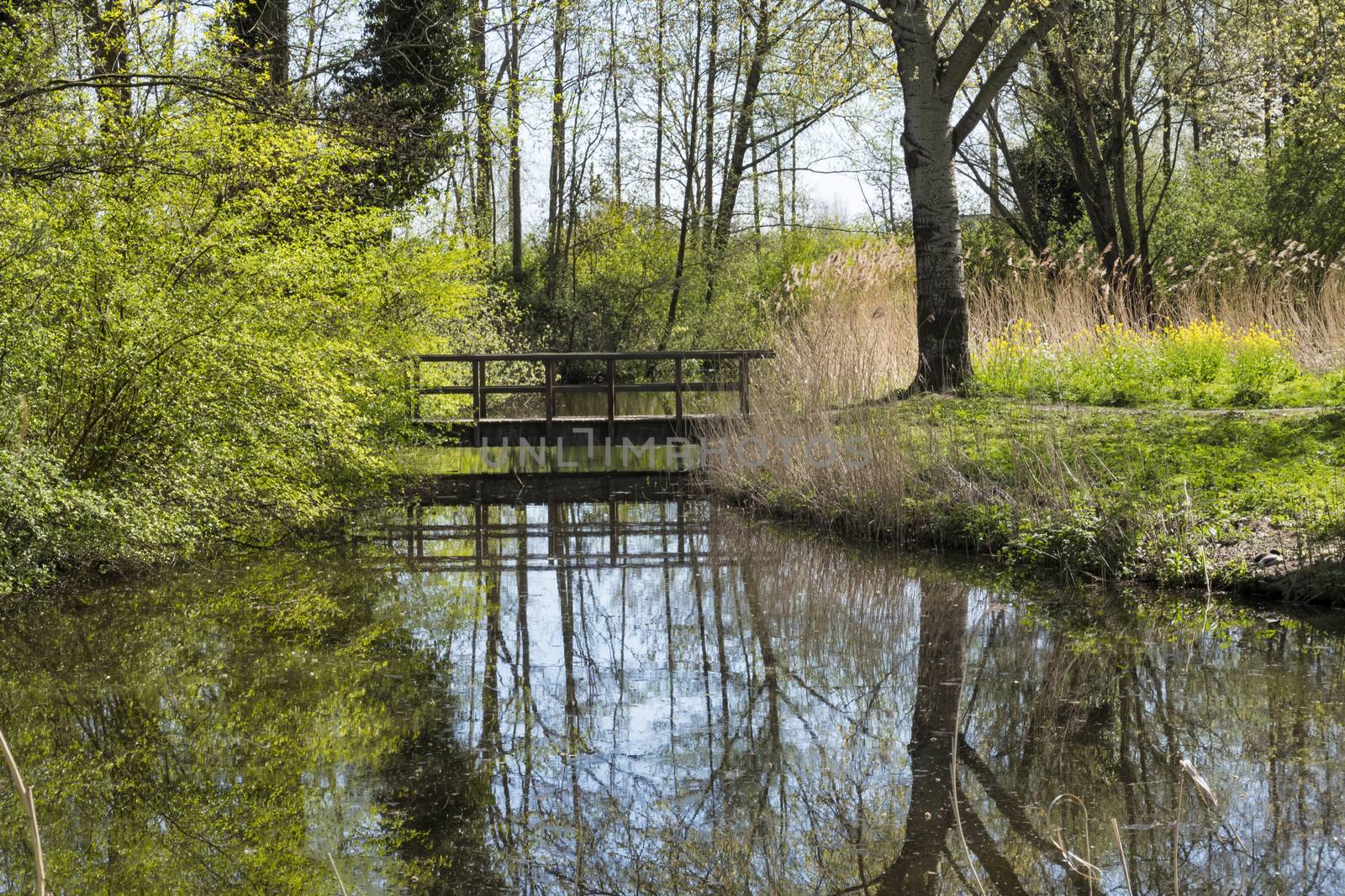 wooden bridge over a small river in springtime by compuinfoto