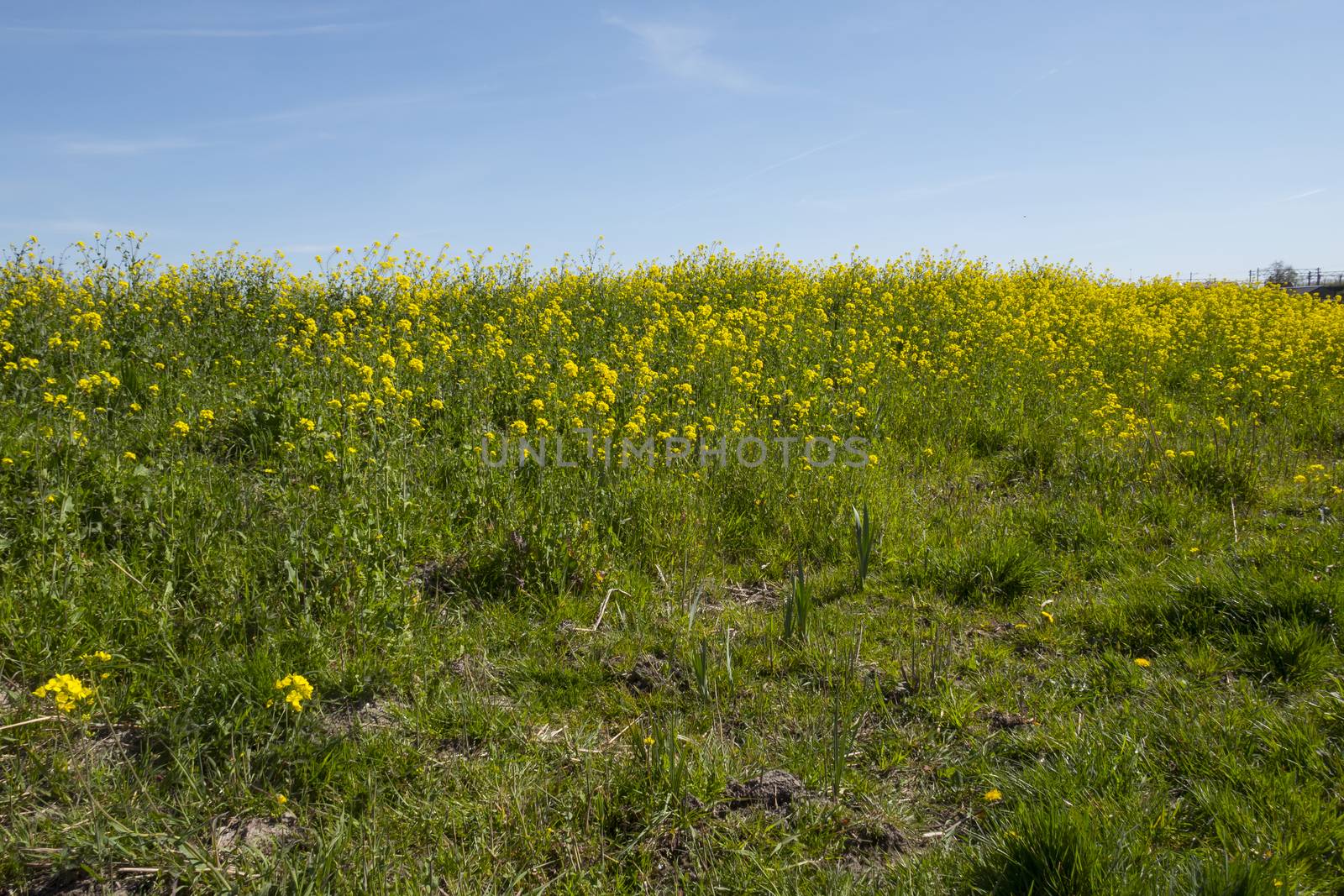field with oilseed or rapeseed with blue sky