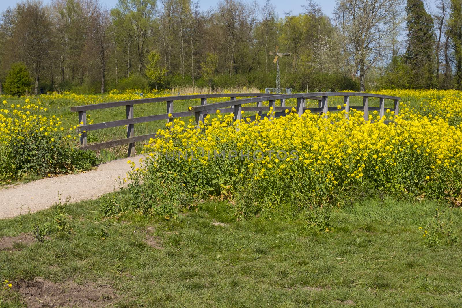 forest and wooden bridge with yellow rapeseed or oilseed and small windmill