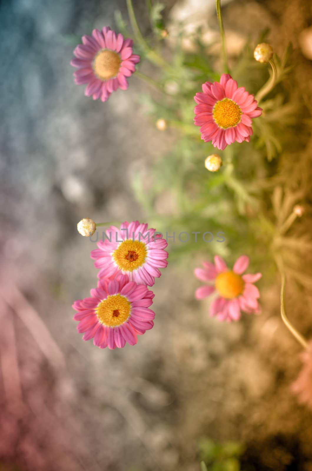 Painted pink Daisy Pyrethrum coccineum in garden