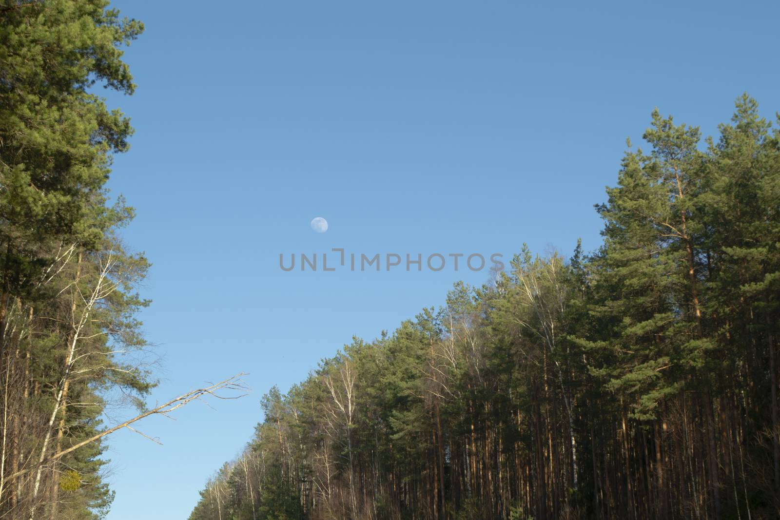 Moon in summer sky above landscape in forest in a day